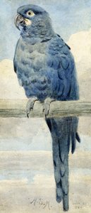 Hyacinthine Macaw, 1889