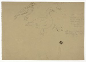 Sketches of Birds