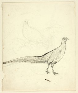 Two Sketches of Pheasant (front); Sketch of Pheasants and Female Nude (back)