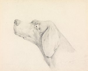 Head of a Pointer, in Profile Left by Henry Thomas Alken