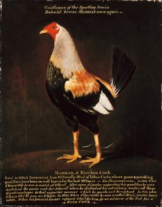Madman, a Birchen Cock by Henry Thomas Alken