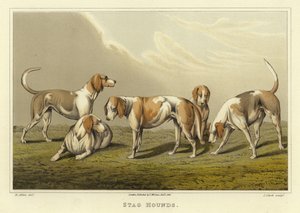 Stag Hounds by Henry Thomas Alken