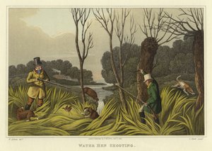 Water Hen Shooting