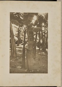 Companions by Henry W. Cave