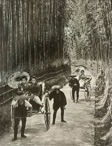 A Bamboo Avenue at Kyoto, 1910 by Herbert Ponting