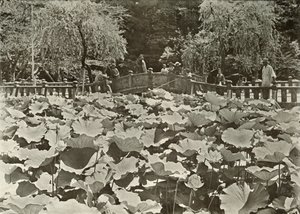 A Lotus Pond, 1910 by Herbert Ponting