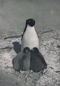 A Proud Mother, c. 1911 by Herbert Ponting