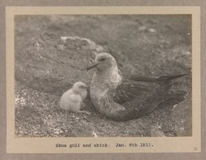 A Skua Gull with Their Chick