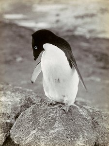 A Penguin in the Antarctic by Herbert Ponting