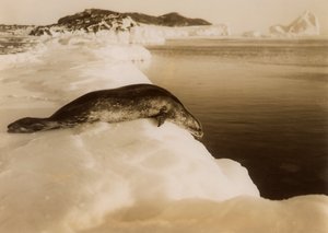 A Weddell Seal About to Dive at West Beach, Cape Evans, Antarctica, 1911