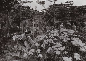 At Iris Garden at Hori-kiri by Herbert Ponting