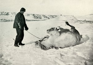 Cherry-Garrard Giving His Pony Michael a Roll in the Snow by Herbert Ponting