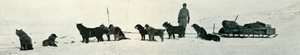 Dogs with Stores About to Leave Hut Point by Herbert Ponting