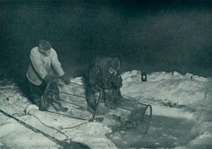 Dr. Atkinson and Clissold Hauling Up The Fish-Trap, 28 May 1911