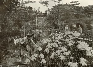 In An Iris Garden by Herbert Ponting
