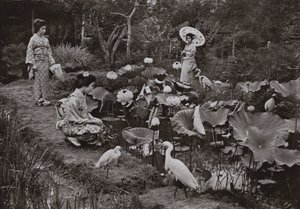 In a Lotus Garden by Herbert Ponting