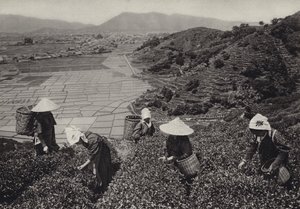 Japan in 1920s: Tea harvest