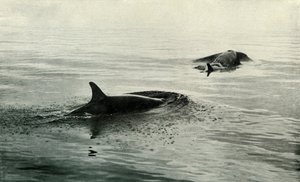 Killer Whales Rising to Blow