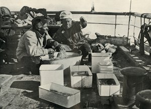 Lillie and Dr. Levick Sorting a Trawl Catch, c. 1910-1913 by Herbert Ponting