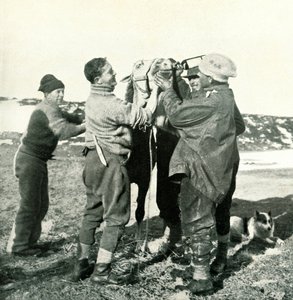 Pony Takes Whisky by Herbert Ponting
