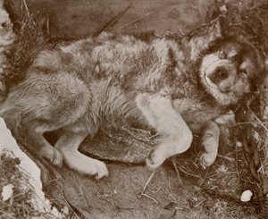 Stareek Malingering by Herbert Ponting