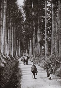 The Cryptomerias Avenue at Nikko