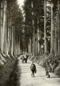 The Cryptomerias at Nikko