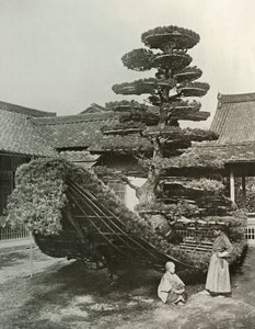 The Pine-Tree Junk at Kinkakuji, 1910 by Herbert Ponting