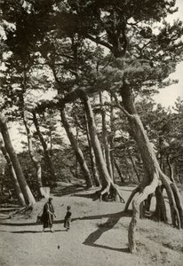 The Pines of Shizu-Ura