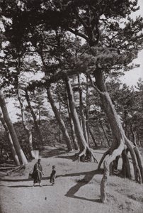 The Pines of Shizu-ura by Herbert Ponting