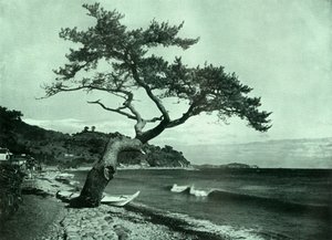 The Tree and the Wave