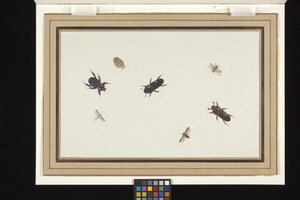 Study of Beetles and Moths by Herman Henstenburgh