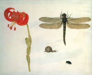 Study of a Red Tiger Lily, a Snail, a Beetle and a Dragonfly