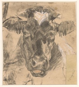 Head of a Cow