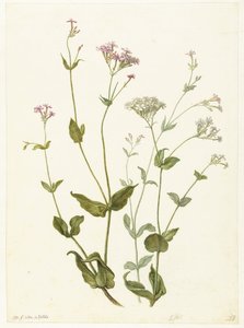 Bladder Senna and Sticky Catchfly
