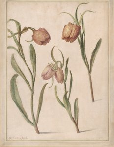 Study of Three Fritillaries, 1683