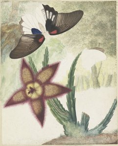 Two Butterflies and a Five-Petaled Yellow-Purple Flower by Hermanus de Wit