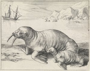 Walrus at Spitsbergen by Hessel Gerritsz