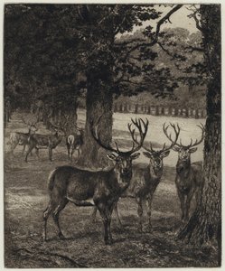 Deer in Windsor Park (engraving) by Heywood (after) Hardy