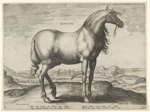 Horse from Greece (Achivus) (series title: Horse Breeds from the Royal Stables of Don Juan of Austria)
