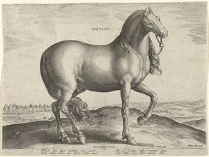 Horse from Sicily