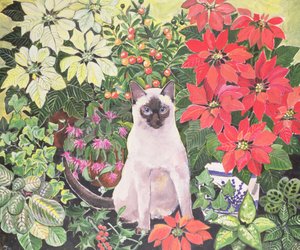 Poinsettias by Hilary Jones