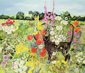 Summer Cat by Hilary Jones