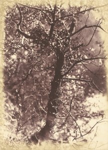 Ivy Covered Tree at Colinton