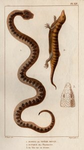 Aesping or Red Viper, Skink from pharmacies, his head seen above. Fauna des Médecins ou histoire des animaux et de leurs produits par Hippolyte Cloquet - Volume 6 - 1825 by Hippolyte Cloquet