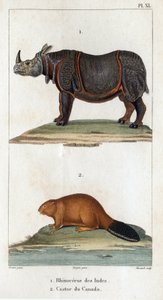 India Rhinoceros and Canadian Beaver