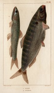 Shad and Anchovies. 