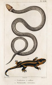 The Collared Snake, Land Salamander. Fauna of Doctors or History of Animals and Their Products by Hippolyte Cloquet - Volume 6 - 1825 by Hippolyte Cloquet