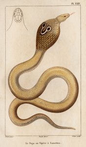 The Naja or viper has glasses. Fauna des Médecins ou histoire des animaux et de leurs produits par Hippolyte Cloquet - Volume 6 - 1825 by Hippolyte Cloquet