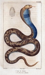 The aspic of the elders, his head seen above. Fauna des Médecins ou histoire des animaux et de leurs produits par Hippolyte Cloquet - Volume 6 - 1825 by Hippolyte Cloquet